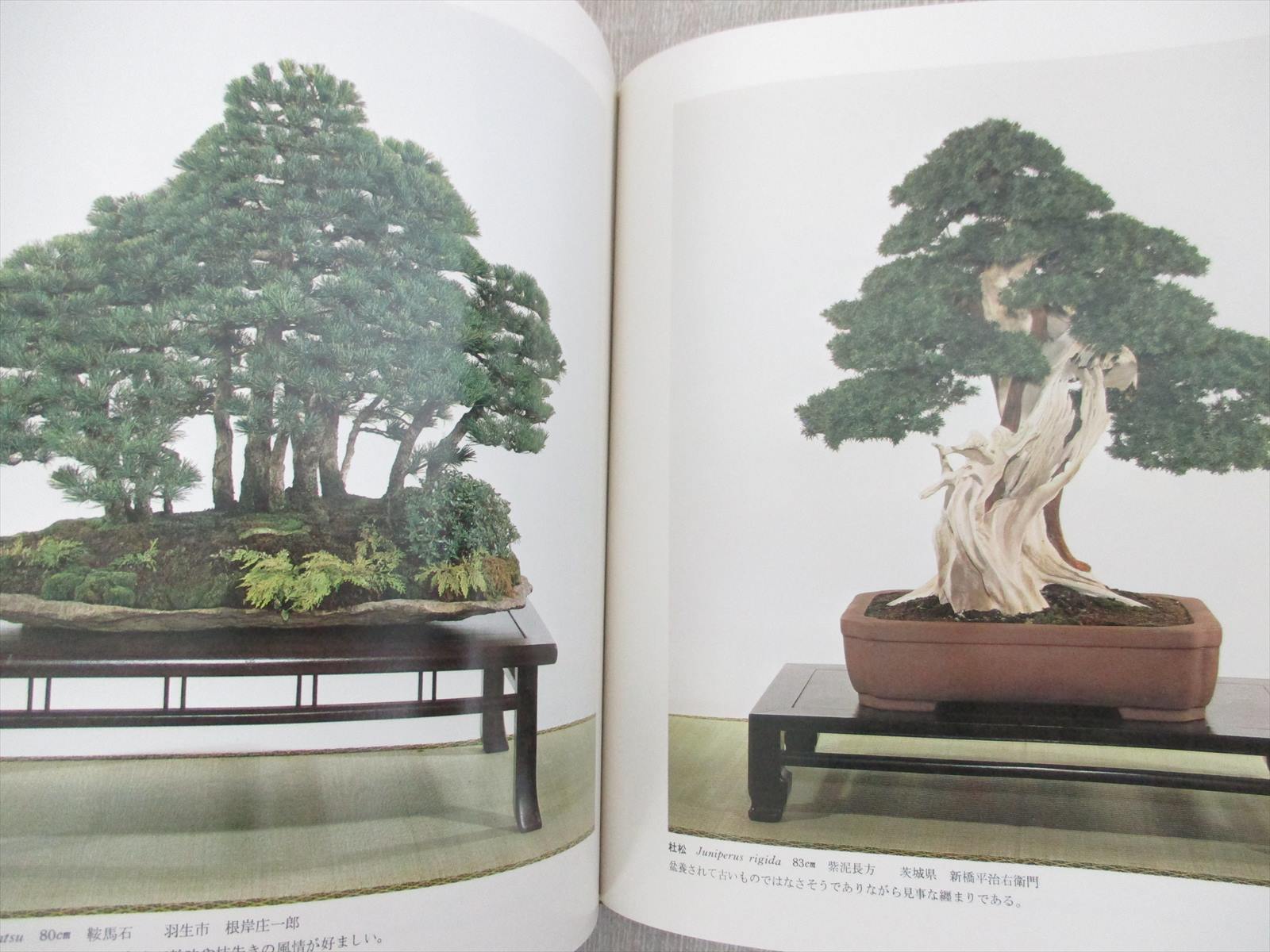 Bonsai Kokufu Exhibition 56th Art Photo Book Pictorial Japan 19 Ebay